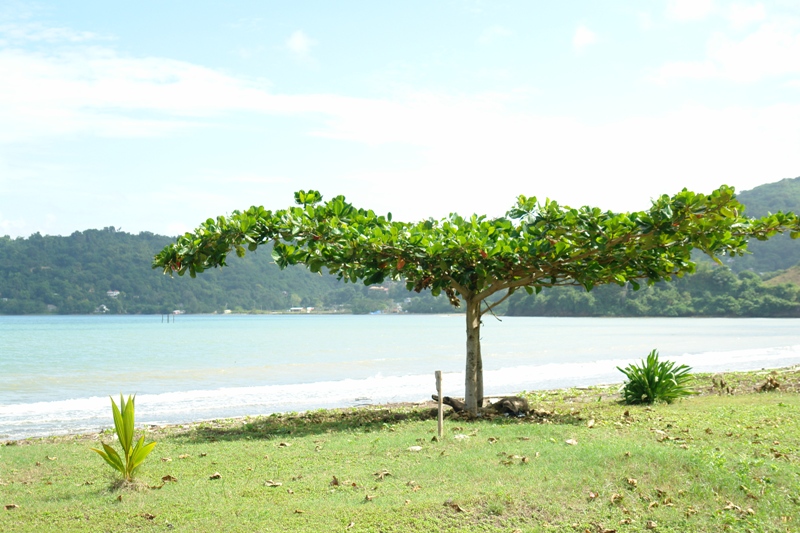 Алемендровое дерово, Ямайка (Alemendra tree, Jamaica) 